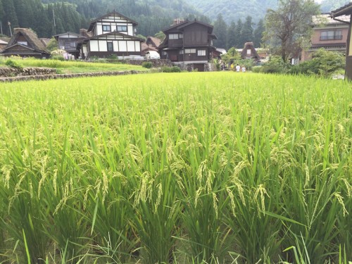 shirakawago9524