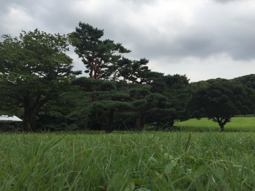 tempio meiji yoyogi482