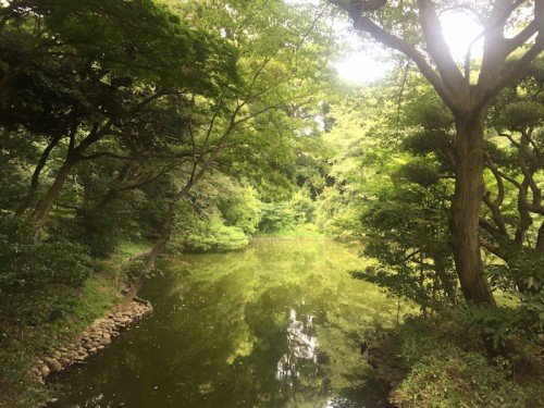 tempio meiji yoyogi488