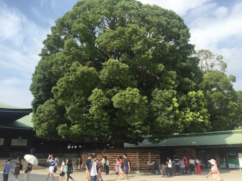 tempio meiji yoyogi508